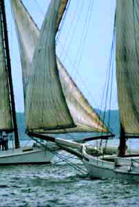 [color photograph of skipjacks]