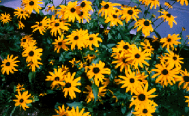 [color photograph of a Black-Eyed Susan]