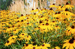 [color photograph of Black-Eyed Susans]