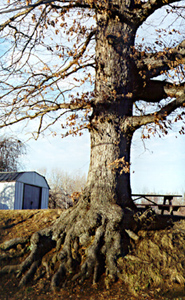 [color photograph of tree with above-ground roots]