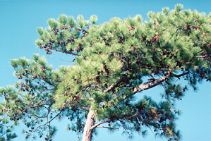 [color photograph of loblolly pine]