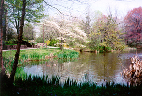 [color photograph of Helen Avalynne Tawes Garden]