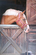 [color photograph of horse]