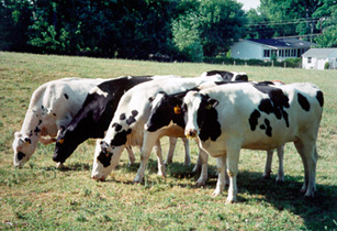 [color photo of grazing cows]