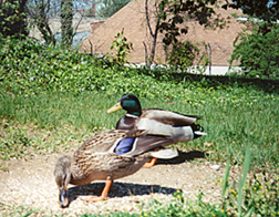 [color photograph of mallards]