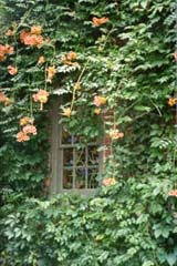 [color photograph of Trumpet Vine, Cornhill St., Annapolis]