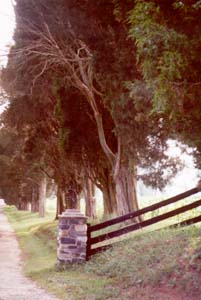 [color photograph of red cedars]