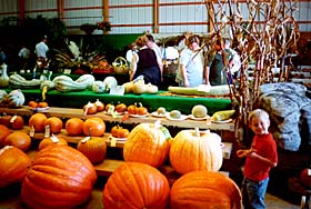 [color photo of pumpkins]