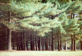 [color photograph of pines, Gunpowder Falls State Park, south of Bradshaw, Baltimore County, Maryland]