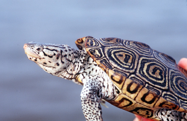 [color photo of a Diamondback Terrapin]