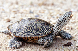 [color photos of a Diamondback Terrapin]