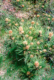 [color photograph of pine trees near Department of natural Resources]