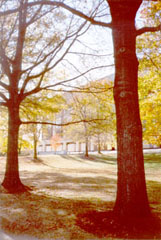 [color photograph of trees near Murphy Courts of Appeal Building entrance]