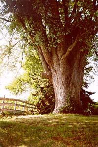 [color photograph of shade tree, Fair Hill]